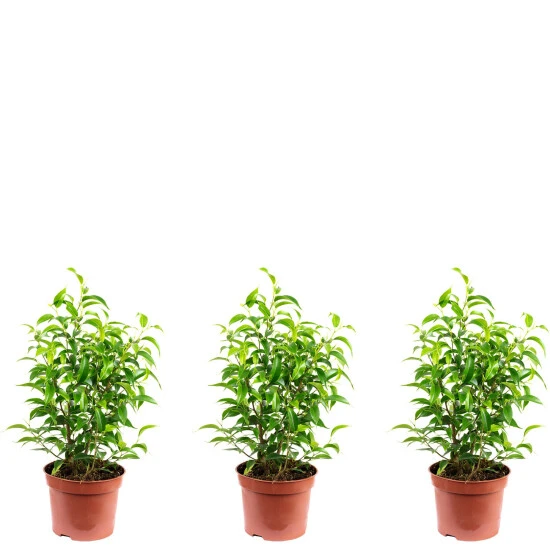 Flowerbox Birkenfeige, Syngonium Podophyllum 3 Flowerbox Birkenfeige, Syngonium Podophyllum