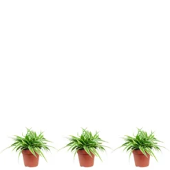 Flowerbox Grünlilie, Keulenlilie Mix - Cordyline