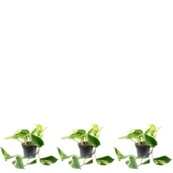 Flowerbox Efeutute, Ficus Benjamini Nastasja