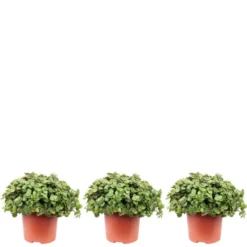 Flowerbox Kriechendes Schönpolster, Yucca