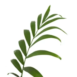 Flowerbox Zimmerpflanze, Bergpalme - Chamaedorea Elegans - Höhe Ca. 55 Cm, Topf-Ø 17 Cm -Wohnen Wohndeko Verkäufe unnamed file 2588