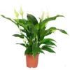 Flowerbox Zimmerpflanze, Einblatt - Spathiphyllum Lauretta - Höhe Ca. 70cm, Topf-Ø 19 Cm -Wohnen Wohndeko Verkäufe unnamed file 2589