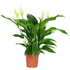 Flowerbox Zimmerpflanze, Einblatt - Spathiphyllum Lauretta - Höhe Ca. 70cm, Topf-Ø 19 Cm