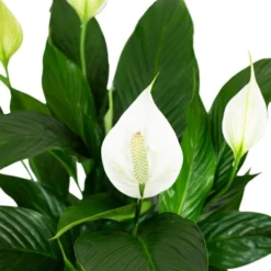 Flowerbox Zimmerpflanze, Einblatt - Spathiphyllum Lauretta - Höhe Ca. 70cm, Topf-Ø 19 Cm -Wohnen Wohndeko Verkäufe unnamed file 2591
