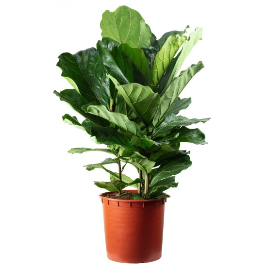 Flowerbox Zimmerpflanze, Geigenfeige 3-stämmig - Ficus Lyrata - Höhe Ca. 120 Cm, Topf-Ø 34 Cm 3 Flowerbox Zimmerpflanze, Geigenfeige 3-stämmig - Ficus Lyrata - Höhe Ca. 120 Cm, Topf-Ø 34 Cm