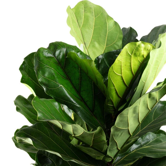 Flowerbox Zimmerpflanze, Geigenfeige 3-stämmig - Ficus Lyrata - Höhe Ca. 120 Cm, Topf-Ø 34 Cm 4 Flowerbox Zimmerpflanze, Geigenfeige 3-stämmig - Ficus Lyrata - Höhe Ca. 120 Cm, Topf-Ø 34 Cm – Bild 2