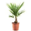 Flowerbox Topfpflanze, Chinesische Hanfpalme - Trachycarpus Fortunei - Höhe 60 Cm, Topf-Ø 21 Cm -Wohnen Wohndeko Verkäufe unnamed file 2595