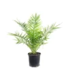 Flowerbox Topfpflanze, Kanarische Dattelpalme - Phoenix Canariensis - Höhe Ca. 80 Cm, Topf-Ø 19 Cm