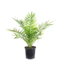 Flowerbox Topfpflanze, Kanarische Dattelpalme - Phoenix Canariensis - Höhe Ca. 80 Cm, Topf-Ø 19 Cm