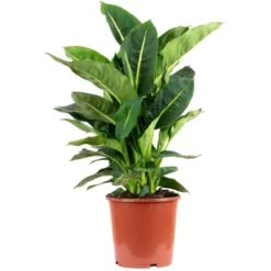 Flowerbox Zimmerpflanze, Dieffenbachie "Green Magic" - Dieffenbachia - Höhe Ca. 50 Cm, Topf-Ø 17 Cm