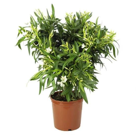 Flowerbox Rosenlorbeer, Nerium Oleander 3 Flowerbox Rosenlorbeer, Nerium Oleander