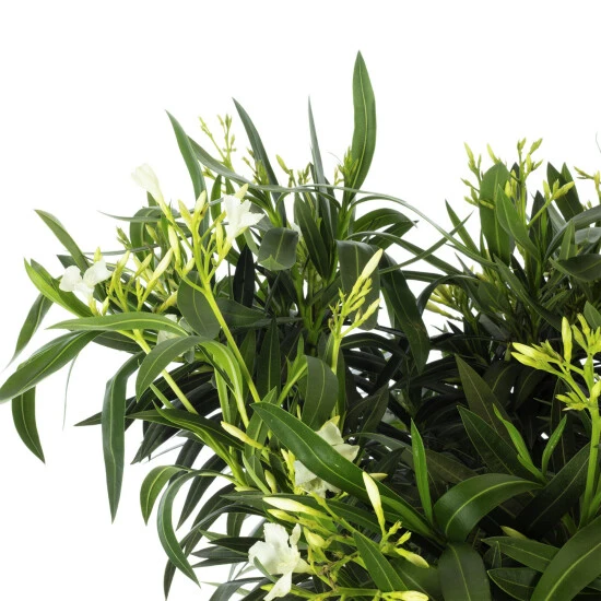 Flowerbox Rosenlorbeer, Nerium Oleander 4 Flowerbox Rosenlorbeer, Nerium Oleander – Bild 2