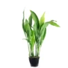 Flowerbox Zimmerpflanze, Schusterpalme - Aspidistra Elatior - Höhe Ca. 70 Cm, Topf-Ø 19 Cm