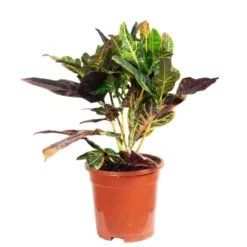 Flowerbox Zimmerpflanze, Wunderstrauch - Codiaeum Excellent - Höhe Ca. 50 Cm, Topf-Ø 17 Cm