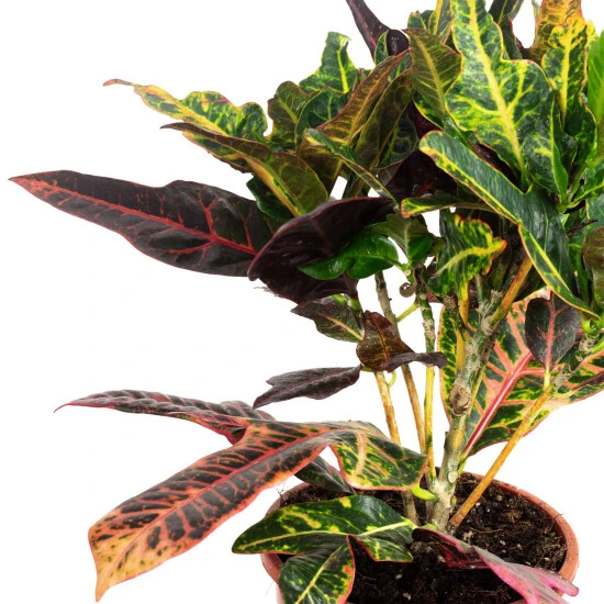 Flowerbox Zimmerpflanze, Wunderstrauch - Codiaeum Excellent - Höhe Ca. 50 Cm, Topf-Ø 17 Cm 4 Flowerbox Zimmerpflanze, Wunderstrauch - Codiaeum Excellent - Höhe Ca. 50 Cm, Topf-Ø 17 Cm – Bild 2