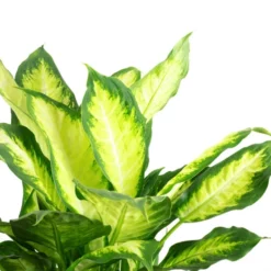 Flowerbox Topfpflanze, Dieffenbachie "Camilla" - Dieffenbachia - Höhe Ca. 50 Cm, Topf-Ø 17 Cm -Wohnen Wohndeko Verkäufe unnamed file 2618