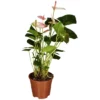 Gartenkrone Große Flamingoblume Anthurium Andraeanum 6 – 8 Blüten Rosa Ø 14 Cm -Wohnen Wohndeko Verkäufe unnamed file 2676
