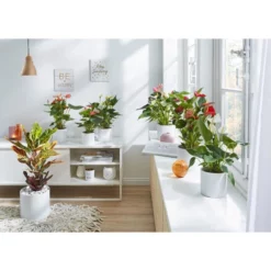 Gartenkrone Große Flamingoblume Anthurium Andraeanum 6 – 8 Blüten Rosa Ø 14 Cm -Wohnen Wohndeko Verkäufe unnamed file 2678