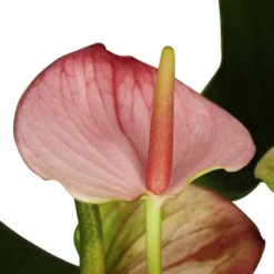Gartenkrone Große Flamingoblume Anthurium Andraeanum 6 – 8 Blüten Rosa Ø 14 Cm -Wohnen Wohndeko Verkäufe unnamed file 2679