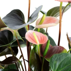 Gartenkrone Große Flamingoblume Anthurium Andraeanum 6 – 8 Blüten Rosa Ø 14 Cm -Wohnen Wohndeko Verkäufe unnamed file 2680