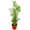 Gartenkrone Bergpalme Chamaedorea Elegans -Wohnen Wohndeko Verkäufe unnamed file 2694
