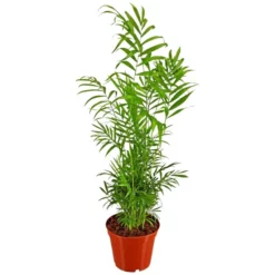 Gartenkrone Bergpalme Chamaedorea Elegans