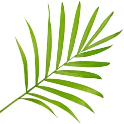 Gartenkrone Bergpalme Chamaedorea Elegans -Wohnen Wohndeko Verkäufe unnamed file 2696