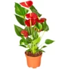 Gartenkrone Große Flamingoblume Anthurium Andraeanum 2 – 3 Blüten Rot Ø 10,5 Cm -Wohnen Wohndeko Verkäufe unnamed file 2701