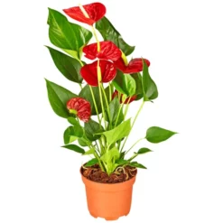 Gartenkrone Große Flamingoblume Anthurium Andraeanum 2 – 3 Blüten Rot Ø 10,5 Cm