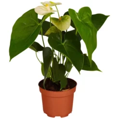 Gartenkrone Große Flamingoblume Anthurium Andraeanum 2 – 3 Blüten Weiß Ø 10,5 Cm
