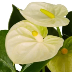 Gartenkrone Große Flamingoblume Anthurium Andraeanum 2 – 3 Blüten Weiß Ø 10,5 Cm -Wohnen Wohndeko Verkäufe unnamed file 2707