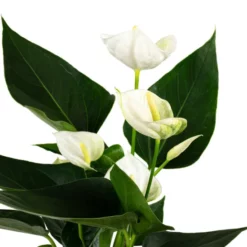 Gartenkrone Große Flamingoblume Anthurium Andraeanum 2 – 3 Blüten Weiß Ø 10,5 Cm -Wohnen Wohndeko Verkäufe unnamed file 2708