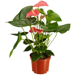 Gartenkrone Große Flamingoblume Anthurium Andraeanum 6 – 8 Blüten Rosa Ø 17 Cm