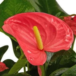 Gartenkrone Große Flamingoblume Anthurium Andraeanum 6 – 8 Blüten Rosa Ø 17 Cm -Wohnen Wohndeko Verkäufe unnamed file 2711