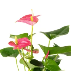 Gartenkrone Große Flamingoblume Anthurium Andraeanum 6 – 8 Blüten Rosa Ø 17 Cm -Wohnen Wohndeko Verkäufe unnamed file 2712