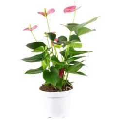 Gartenkrone Große Flamingoblume Anthurium Andraeanum 6 – 8 Blüten Rosa Ø 17 Cm -Wohnen Wohndeko Verkäufe unnamed file 2713