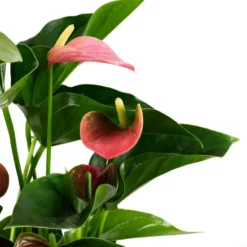 Gartenkrone Blühpflanze -Wohnen Wohndeko Verkäufe unnamed file 2716