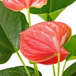 Gartenkrone Blühpflanze -Wohnen Wohndeko Verkäufe unnamed file 2717