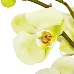 Gartenkrone Schmetterlingsorchidee, Phalaenopsis Hybride, Blüte: Gelb, Im Topf -Wohnen Wohndeko Verkäufe unnamed file 2720