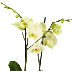 Gartenkrone Schmetterlingsorchidee, Phalaenopsis Hybride, Blüte: Gelb, Im Topf -Wohnen Wohndeko Verkäufe unnamed file 2722