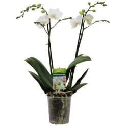 Gartenkrone Kleinblumige Schmetterlingsorchidee, Phalaenopsis Hybride, Blüte: Weiß, Im Topf -Wohnen Wohndeko Verkäufe unnamed file 2728