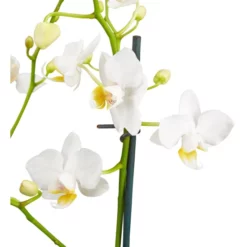Gartenkrone Kleinblumige Schmetterlingsorchidee, Phalaenopsis Hybride, Blüte: Weiß, Im Topf -Wohnen Wohndeko Verkäufe unnamed file 2730
