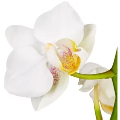 Gartenkrone Kleinblumige Schmetterlingsorchidee, Phalaenopsis Hybride, Blüte: Weiß, Im Topf -Wohnen Wohndeko Verkäufe unnamed file 2731