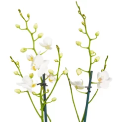 Gartenkrone Kleinblumige Schmetterlingsorchidee, Phalaenopsis Hybride, Blüte: Weiß, Im Topf -Wohnen Wohndeko Verkäufe unnamed file 2732