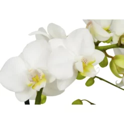 Gartenkrone Kleinblumige Schmetterlingsorchidee, Phalaenopsis Hybride, Blüte: Weiß, Im Topf -Wohnen Wohndeko Verkäufe unnamed file 2734