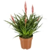 Gartenkrone Vriesea Vriesea Bromelia »Astrid«, Rosa