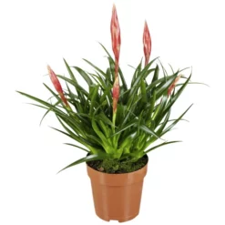 Gartenkrone Vriesea Vriesea Bromelia »Astrid«, Rosa