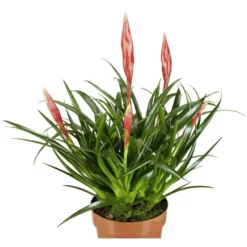 Gartenkrone Vriesea Vriesea Bromelia »Astrid«, Rosa -Wohnen Wohndeko Verkäufe unnamed file 2737