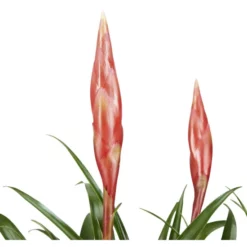 Gartenkrone Vriesea Vriesea Bromelia »Astrid«, Rosa -Wohnen Wohndeko Verkäufe unnamed file 2738