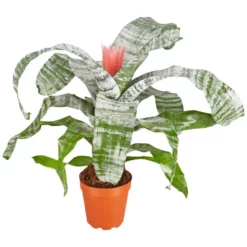 Gartenkrone Lanzenrosette Lanzenrosette Fasciata, Rosa